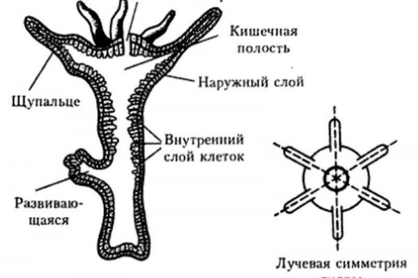 Кракен сайт официальный